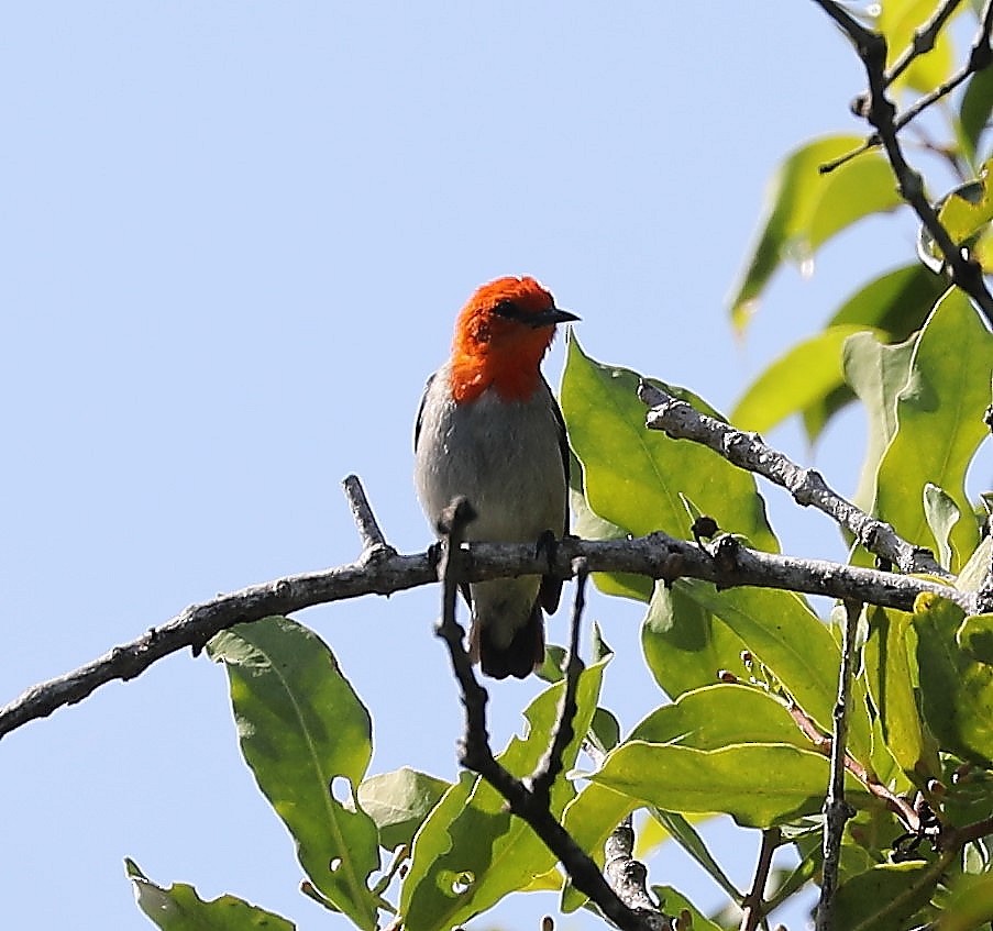 Scarlet-headed Flowerpecker - ML620681792