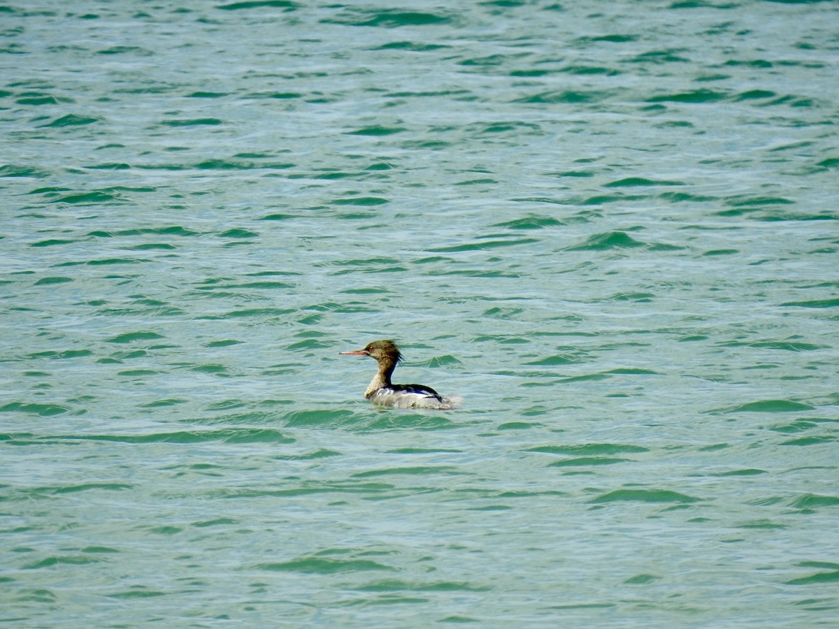 Red-breasted Merganser - Stephen Bailey