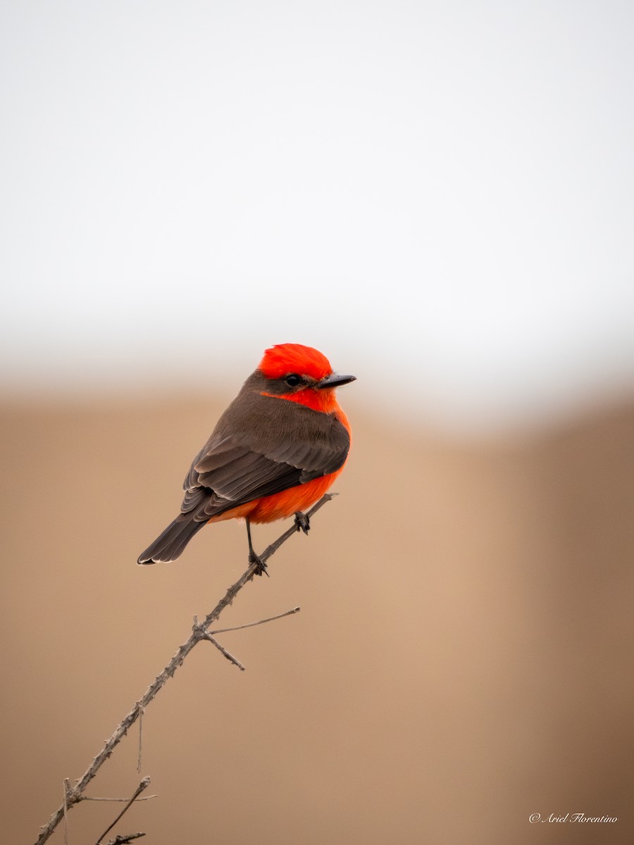 Vermilion Flycatcher - ML620681806