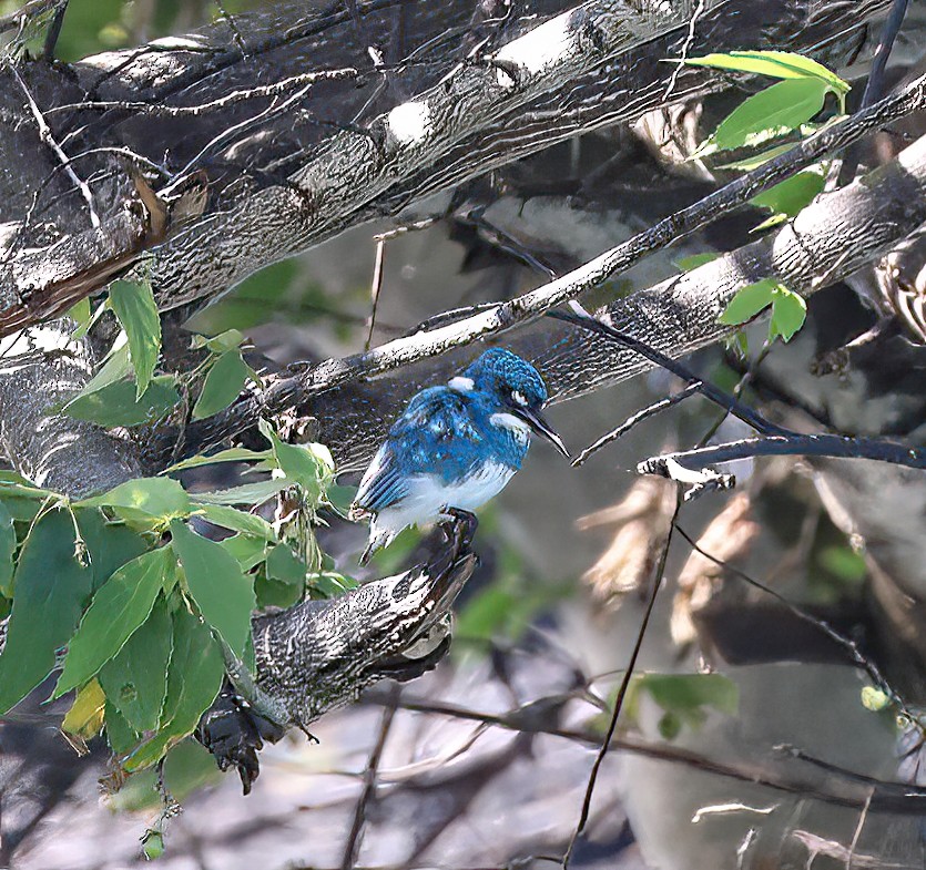 Small Blue Kingfisher - Rob Van Epps