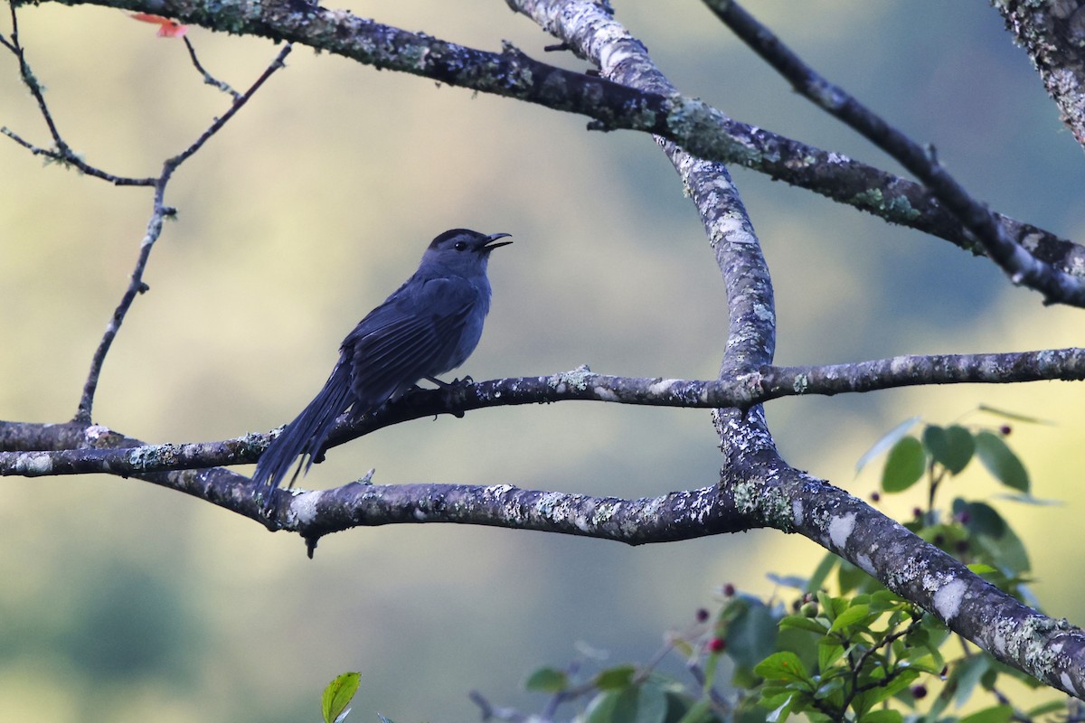 Gray Catbird - ML620681810