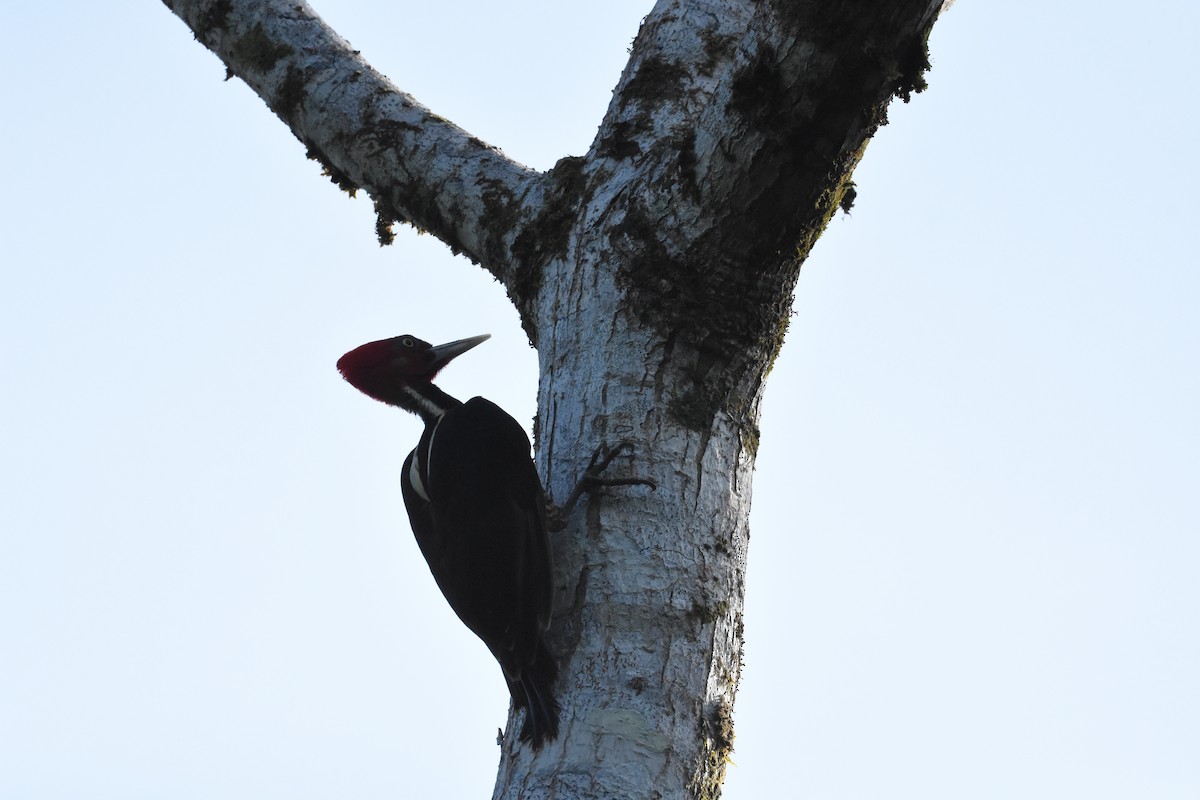 Pale-billed Woodpecker - ML620681813