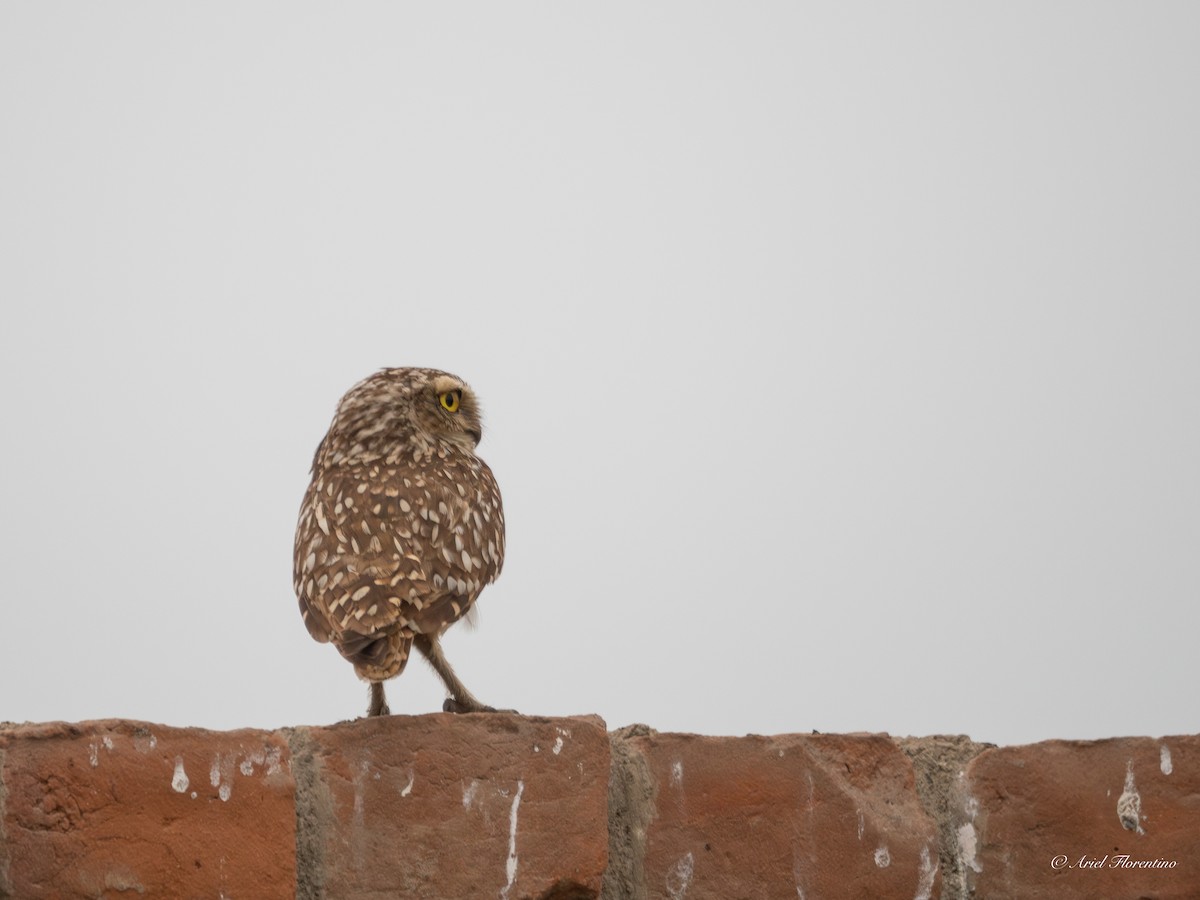 Burrowing Owl - ML620681815