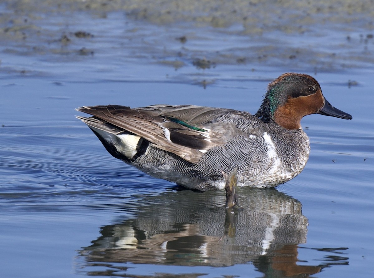 Green-winged Teal - ML620681817