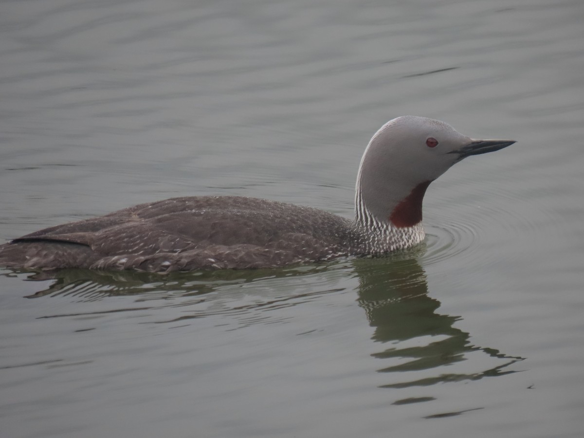 Red-throated Loon - ML620681818