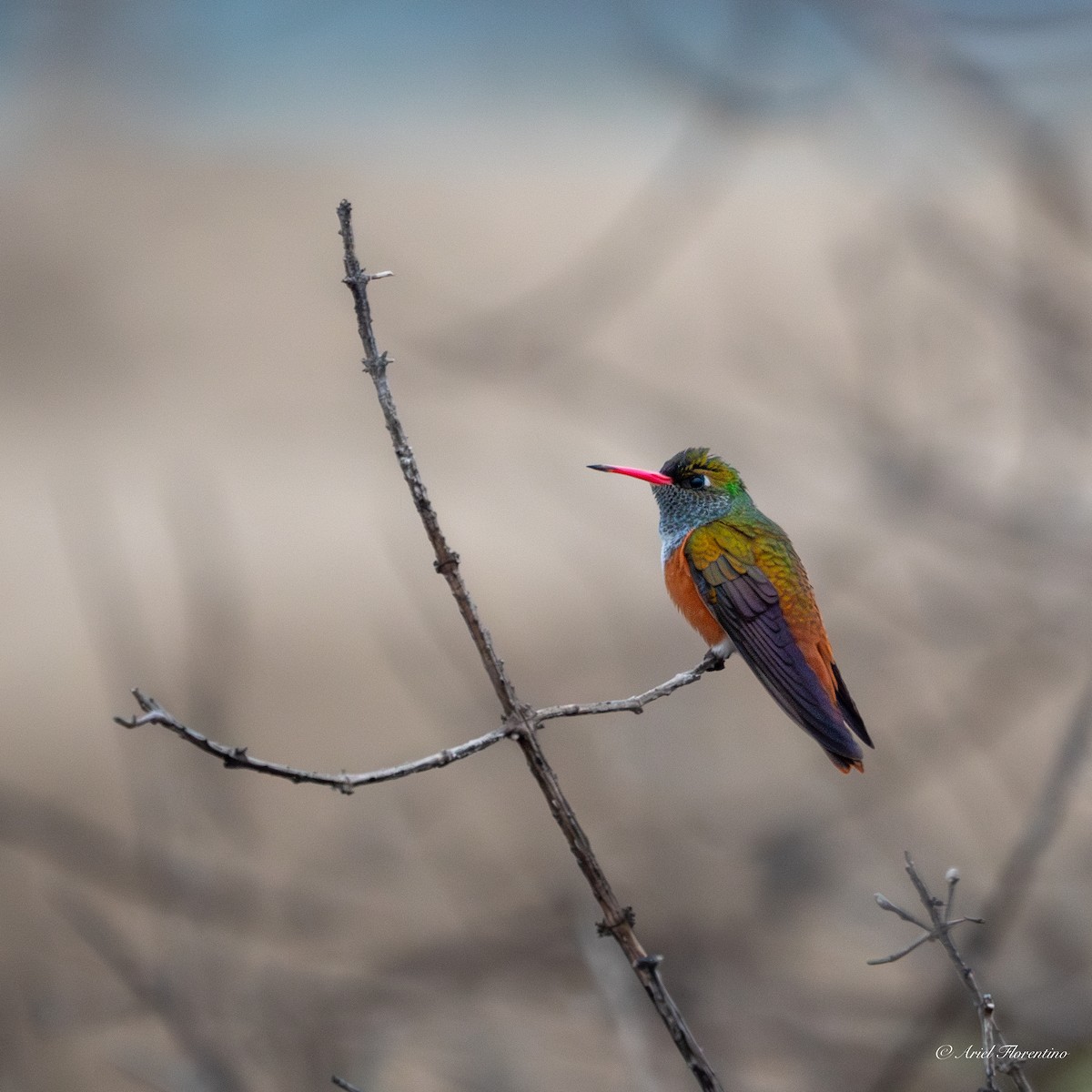 Amazilia Hummingbird - Ariel Florentino