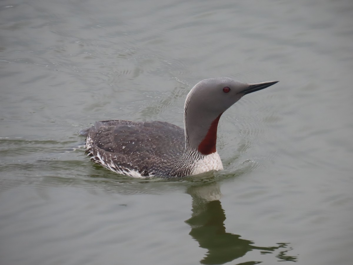 Red-throated Loon - ML620681823