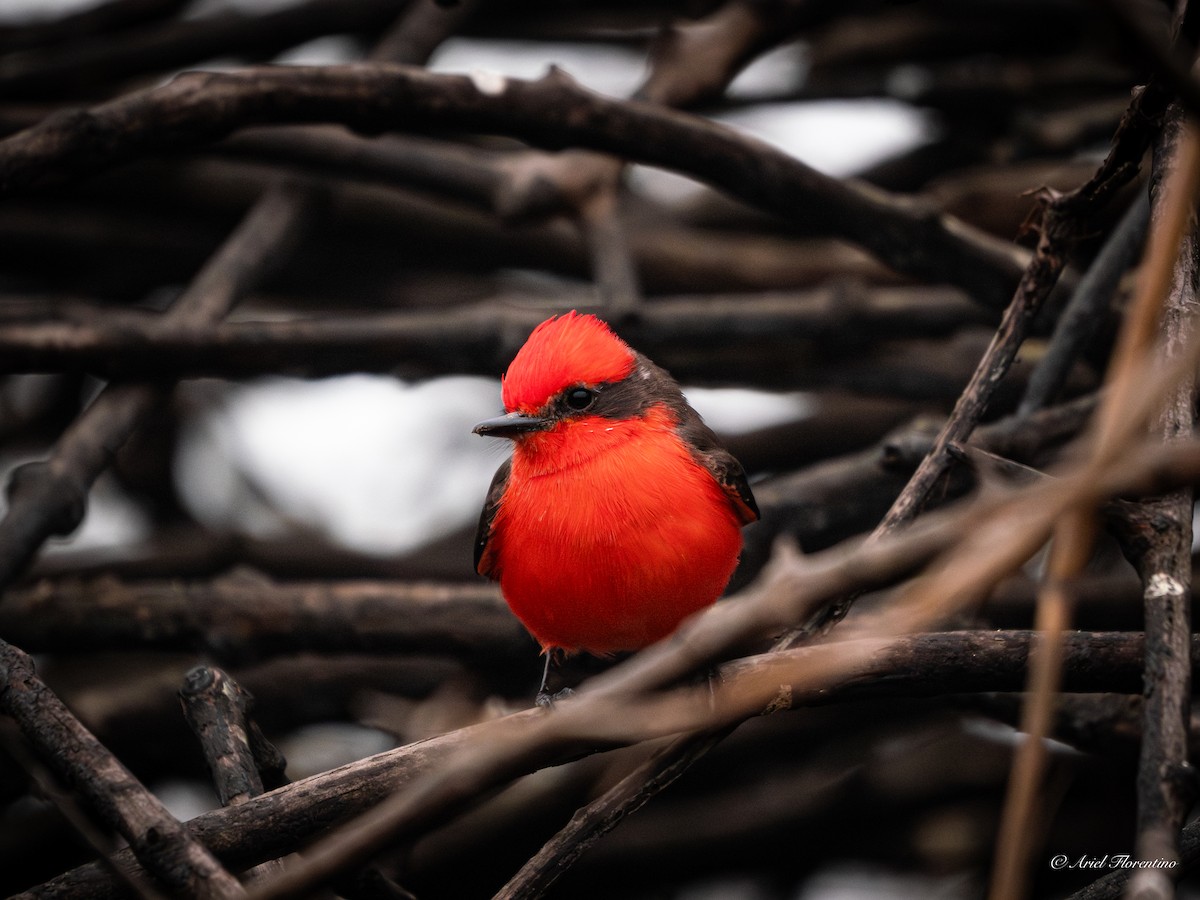 Vermilion Flycatcher - Ariel Florentino