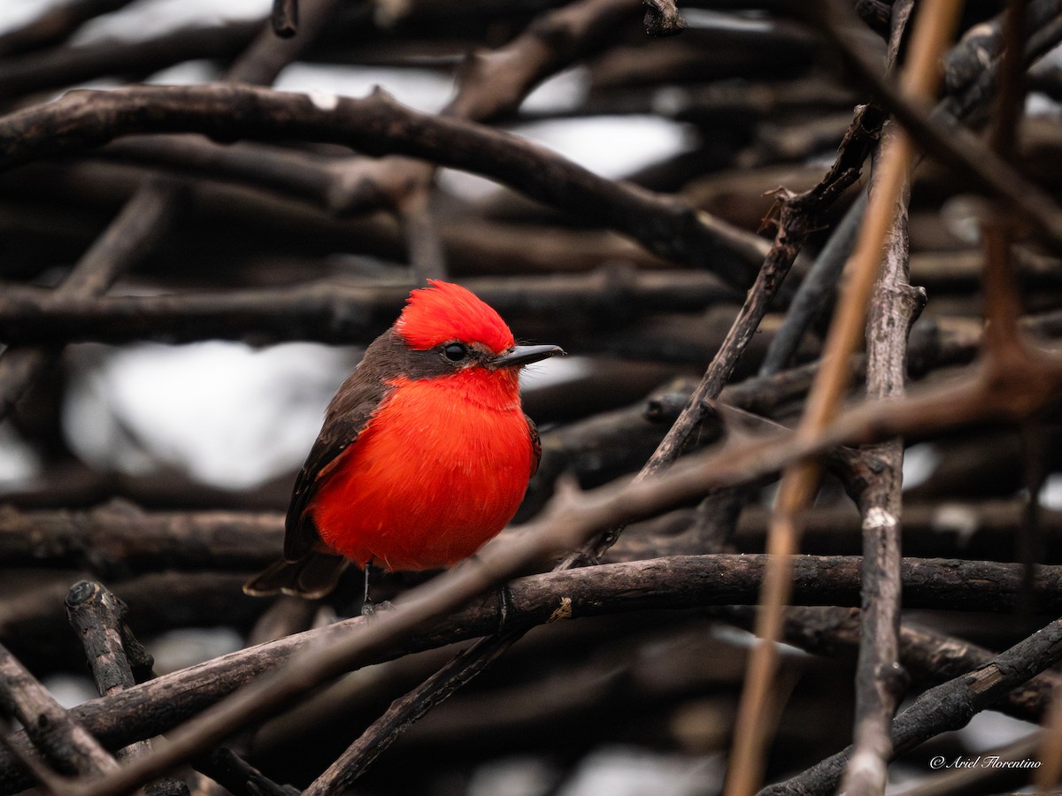 Vermilion Flycatcher - ML620681855