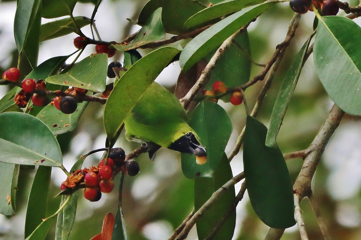 Lesser Green Leafbird - ML620681860