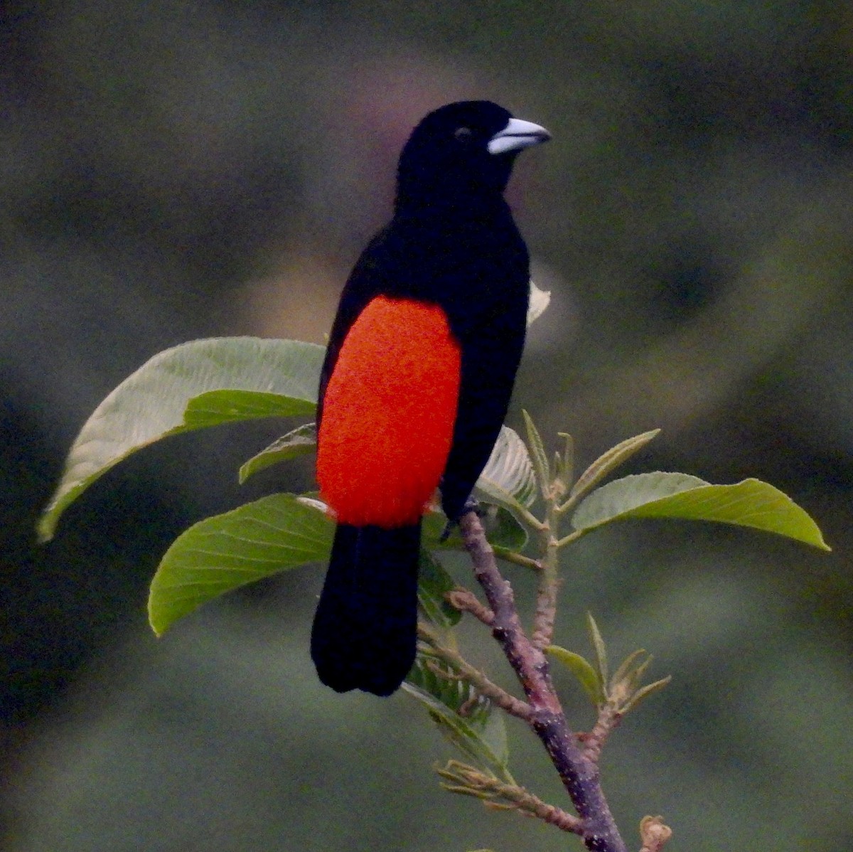 Scarlet-rumped Tanager - ML620681861