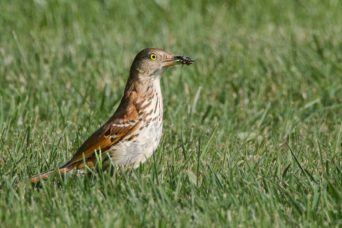 Brown Thrasher - ML620681862