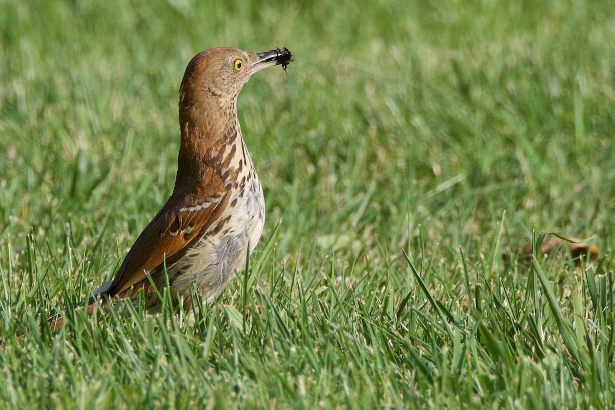 Brown Thrasher - ML620681868