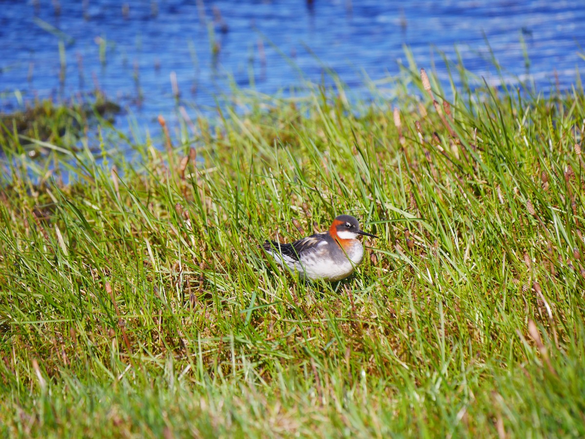 Red-necked Phalarope - ML620681871