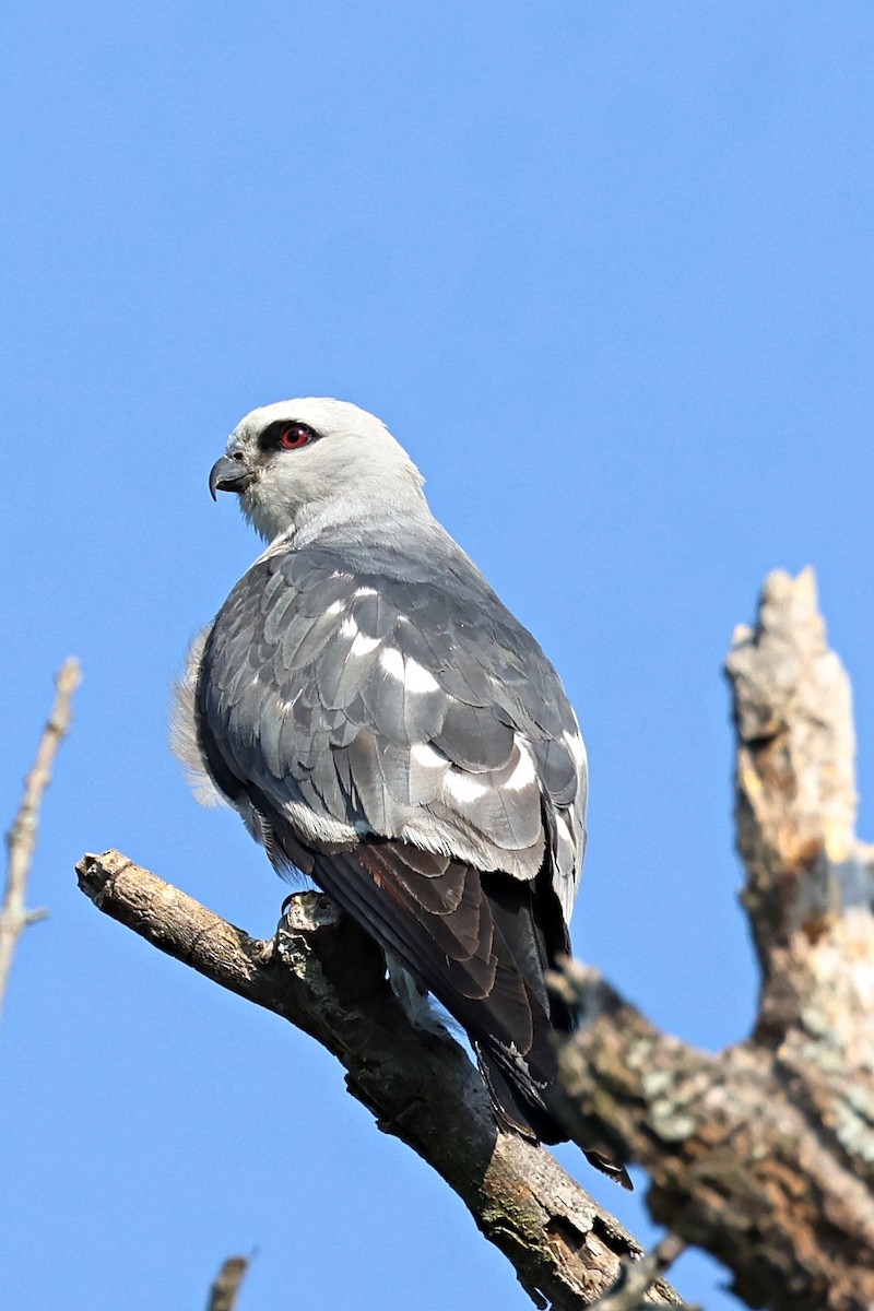 Mississippi Kite - ML620681875