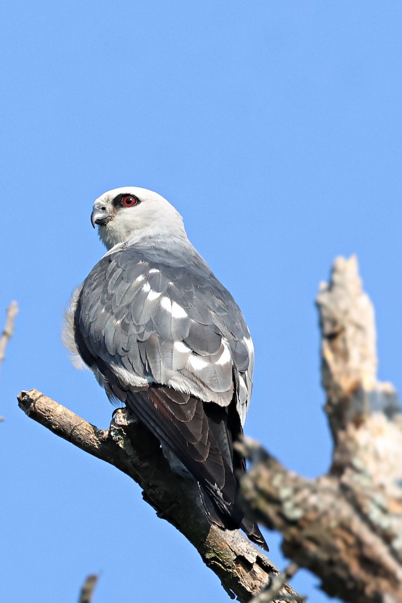 Mississippi Kite - ML620681879