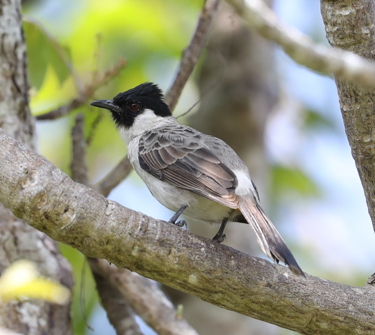 Sooty-headed Bulbul - ML620681881