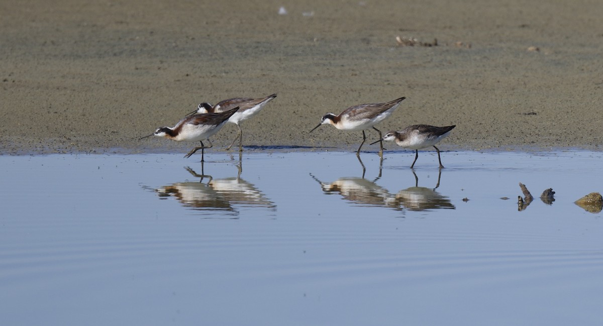 Falaropo Tricolor - ML620681884