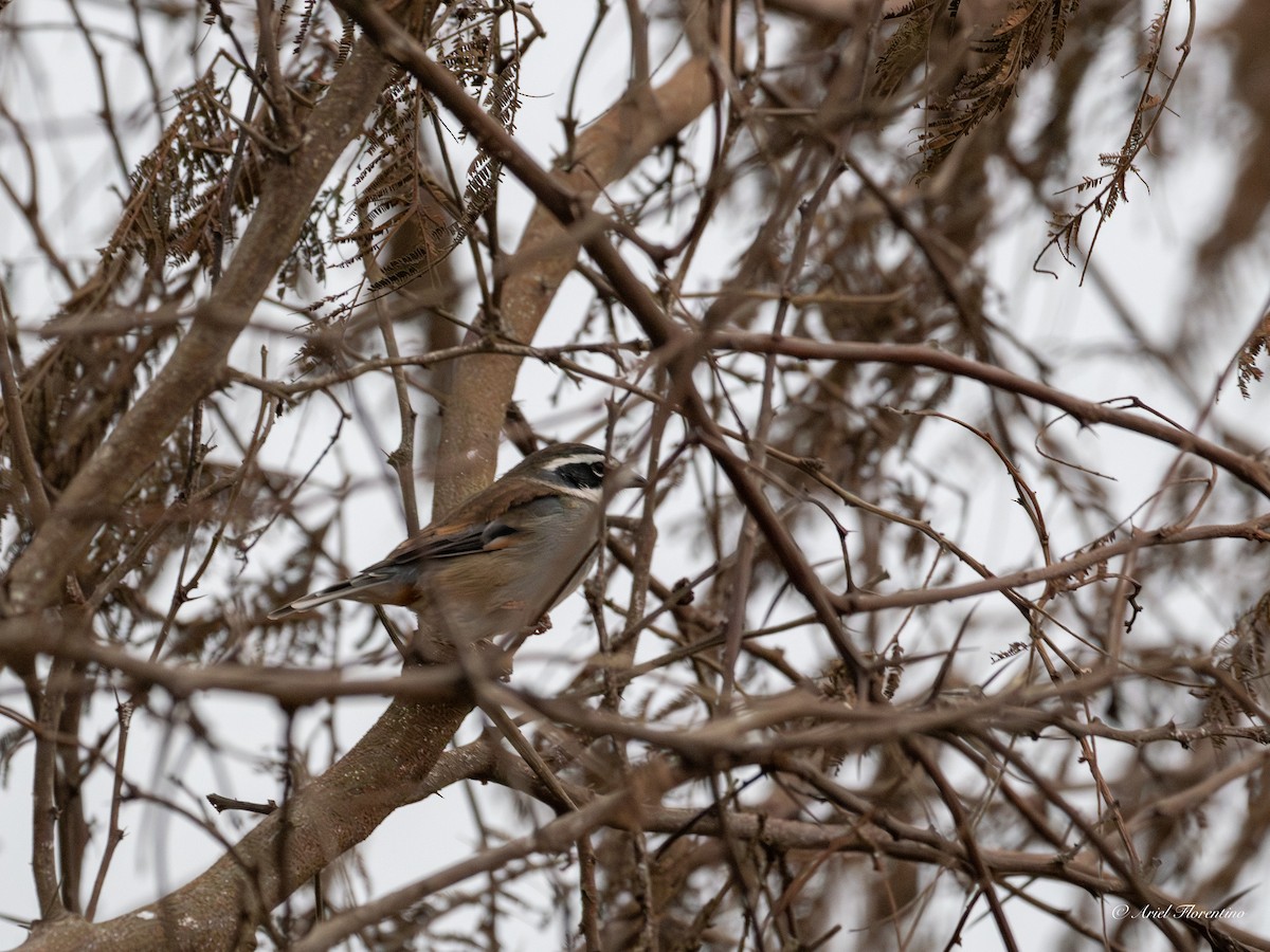 Collared Warbling Finch - ML620681886