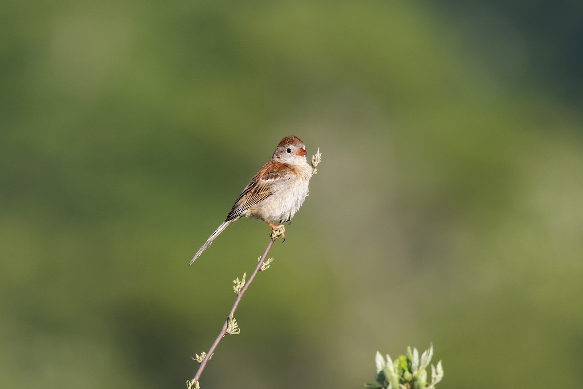 Field Sparrow - ML620681887