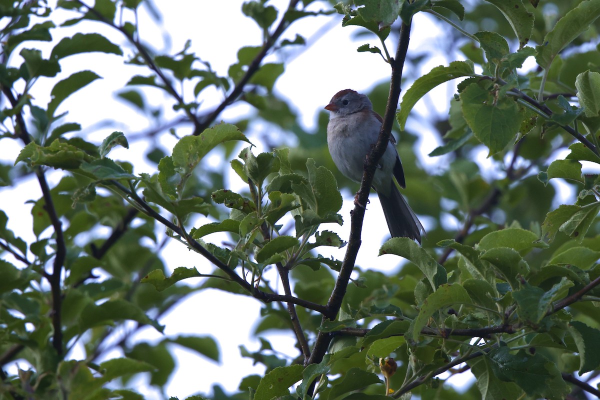 Field Sparrow - ML620681888