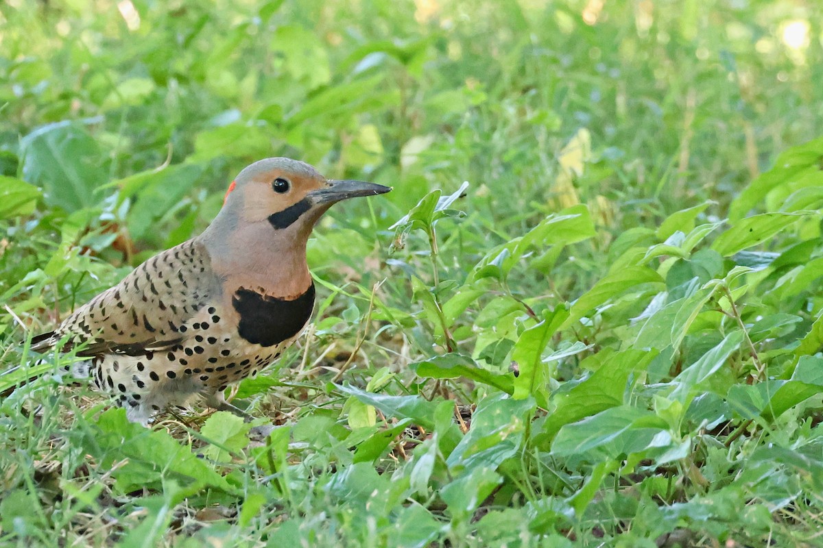 Northern Flicker - ML620681891