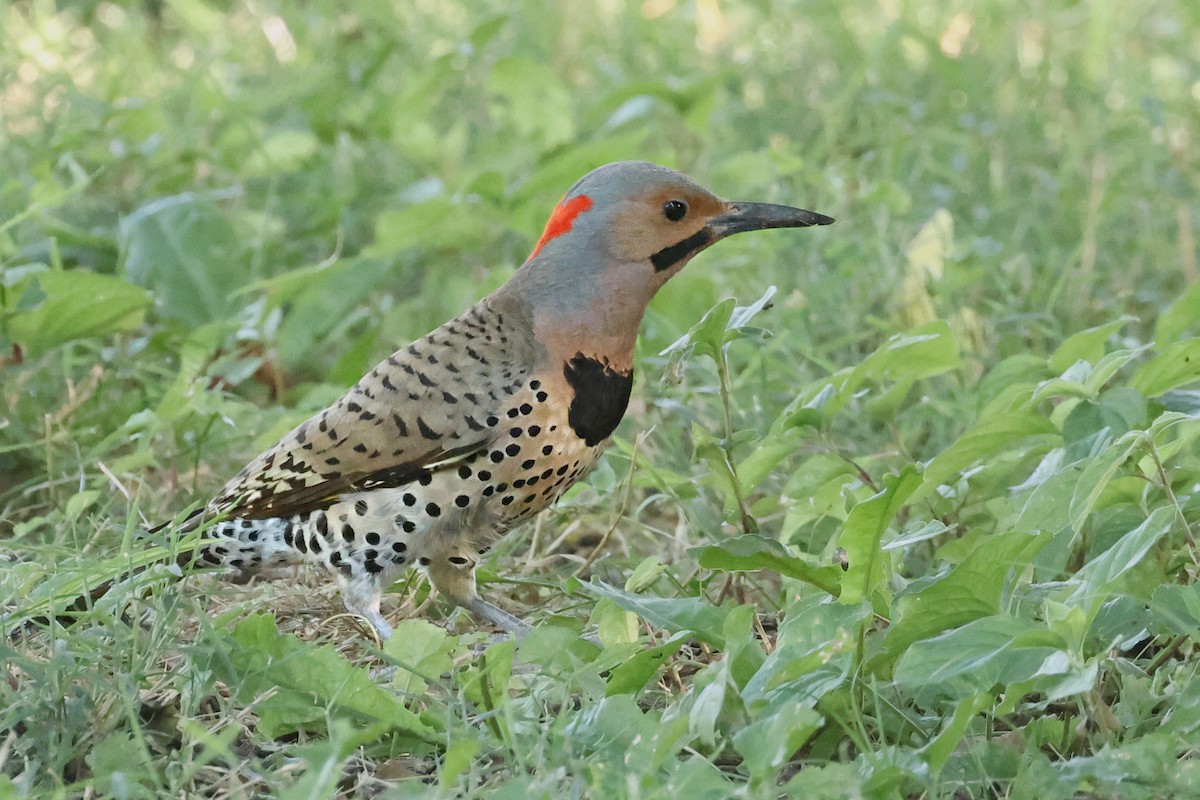 Northern Flicker - ML620681892