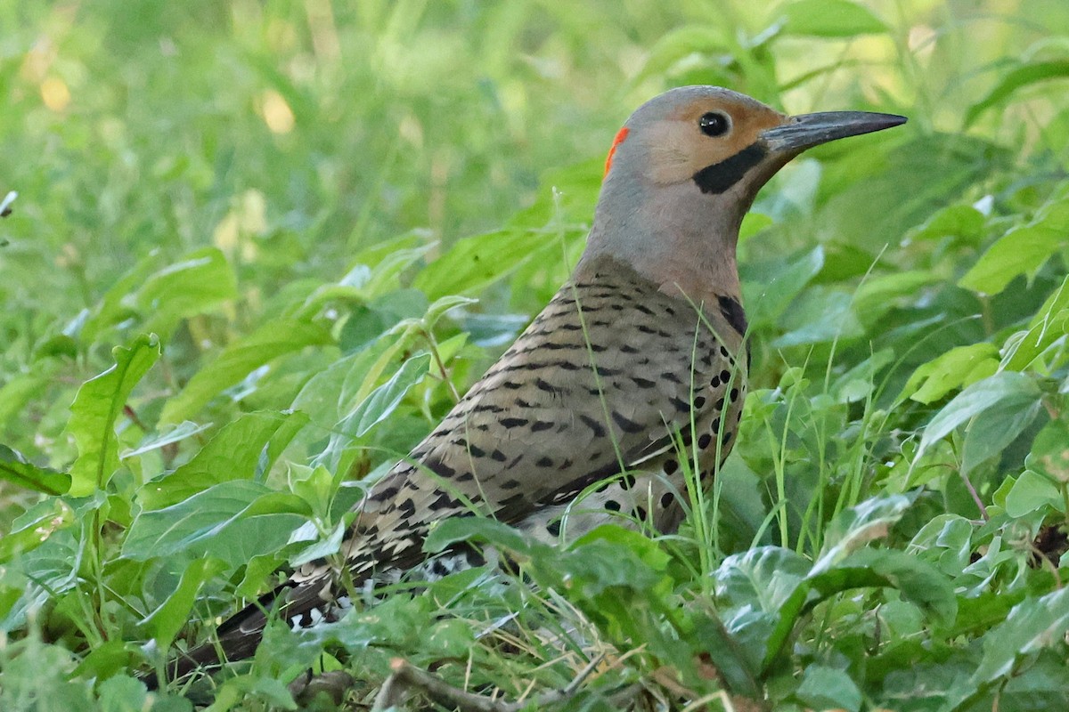 Northern Flicker - ML620681893