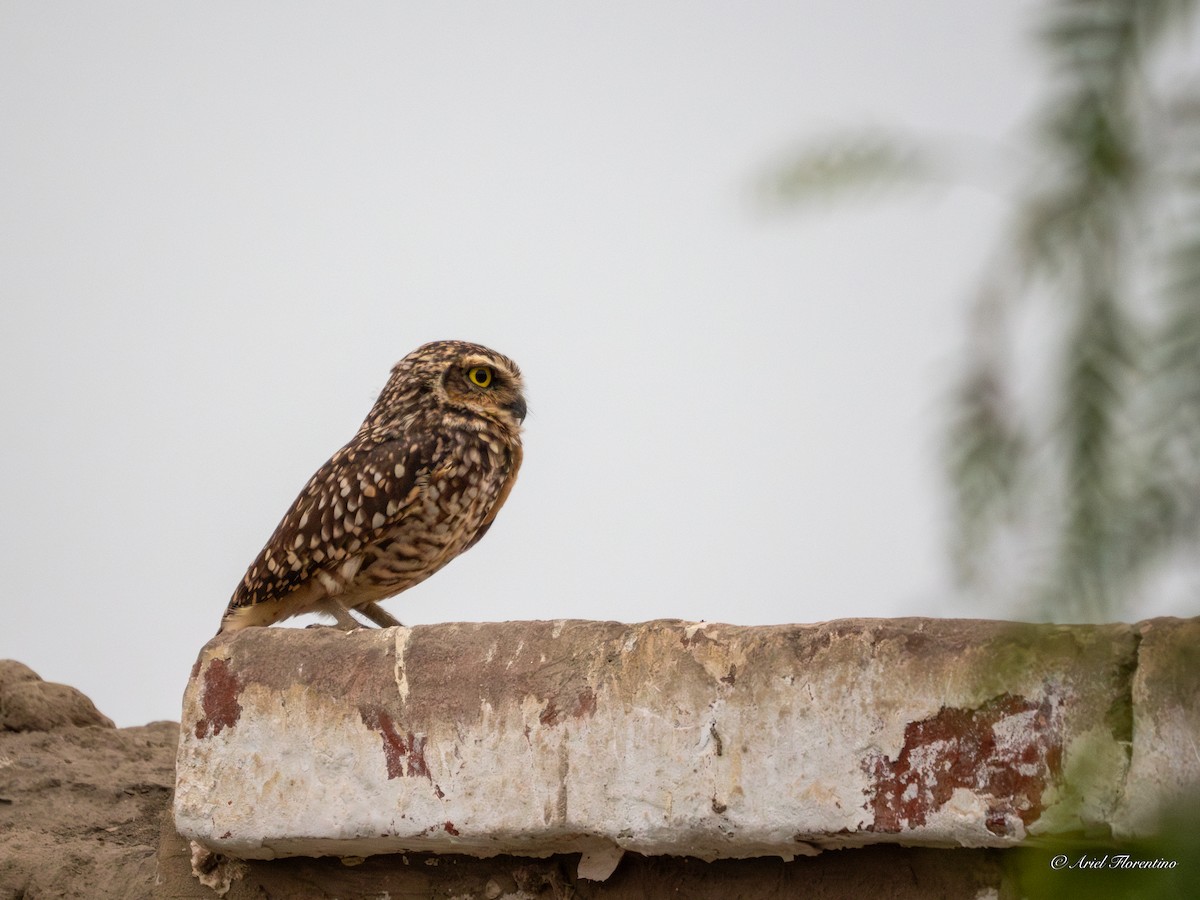 Burrowing Owl - ML620681894