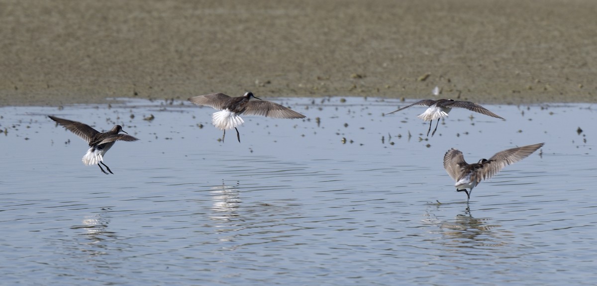 Wilson's Phalarope - ML620681896