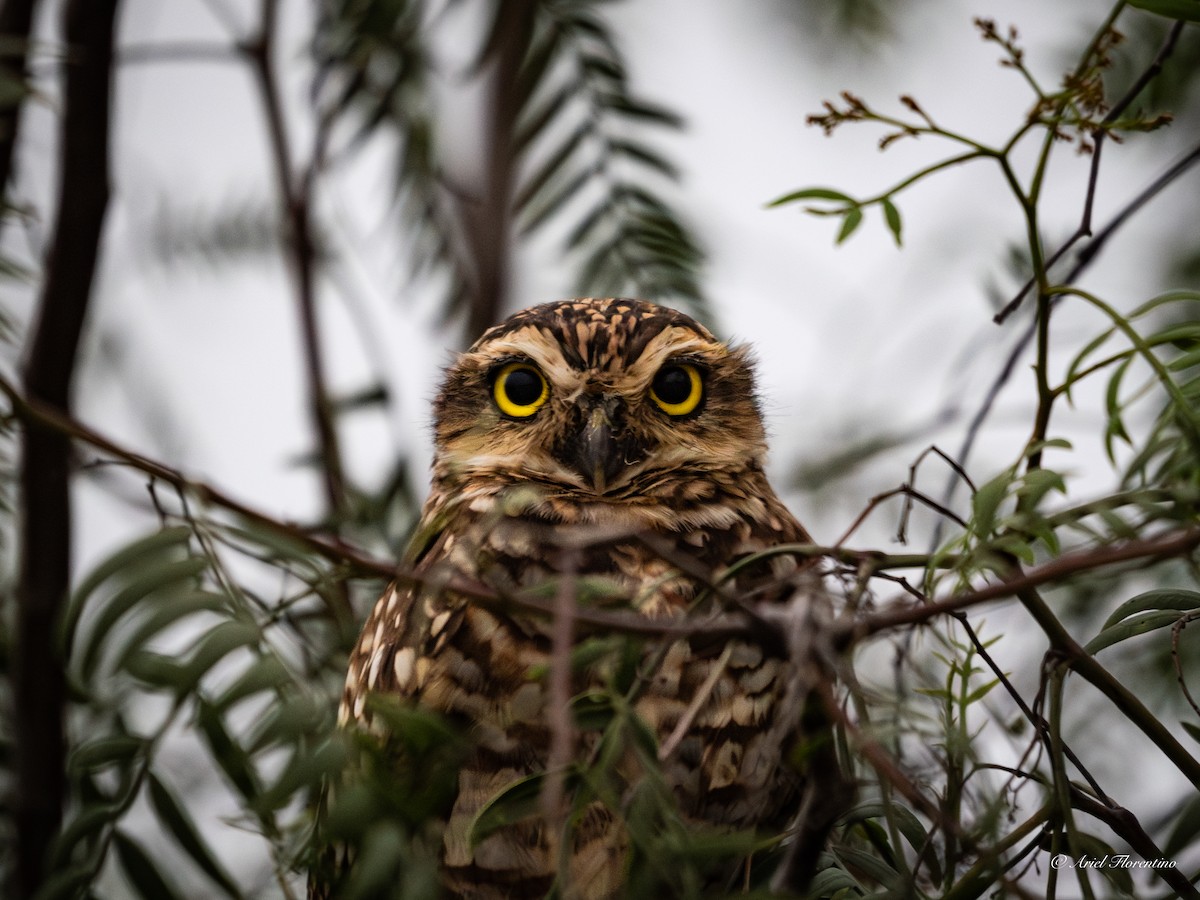 Burrowing Owl - ML620681913