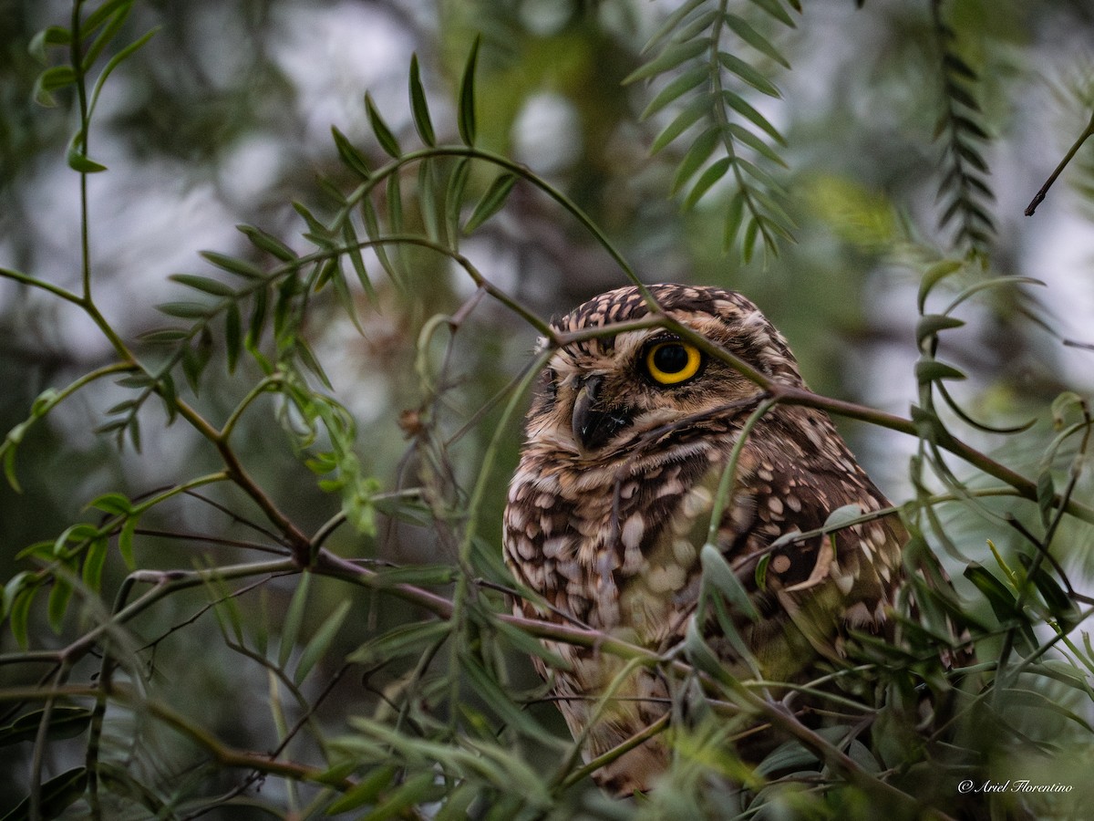 Burrowing Owl - ML620681914