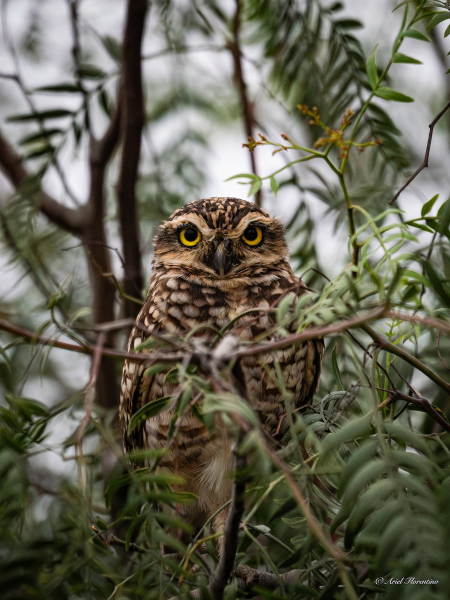 Burrowing Owl - ML620681915