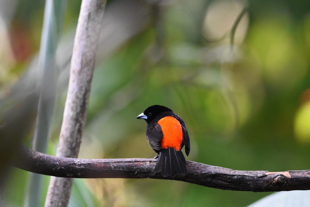 Scarlet-rumped Tanager - ML620681923
