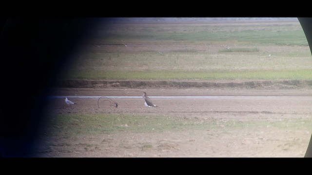 Gaviota Centroasiática - ML620681931