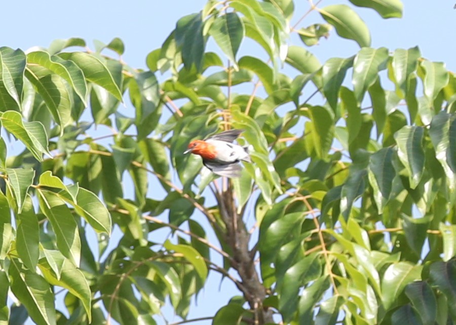 Scarlet-headed Flowerpecker - ML620681932