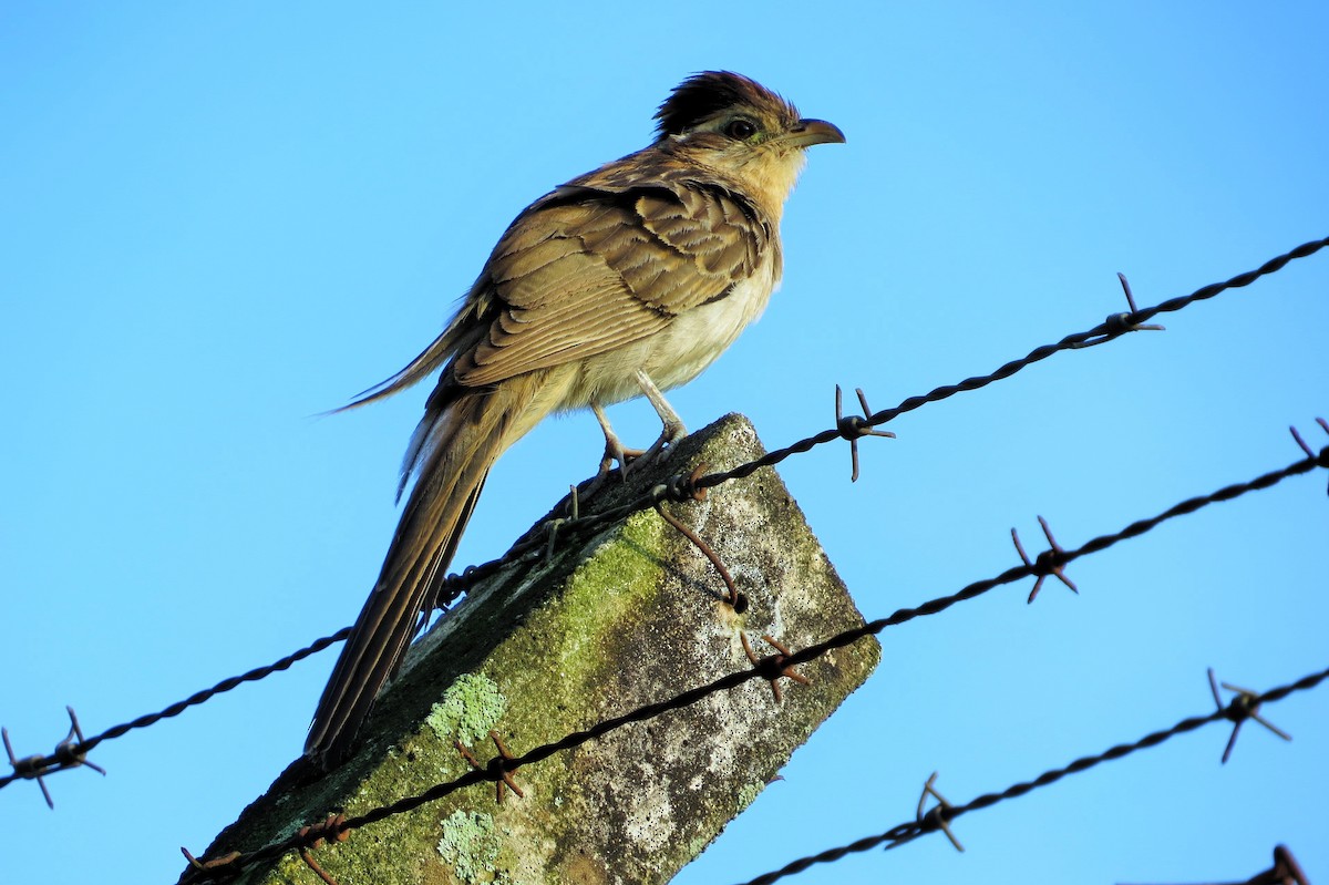 Striped Cuckoo - ML620681935