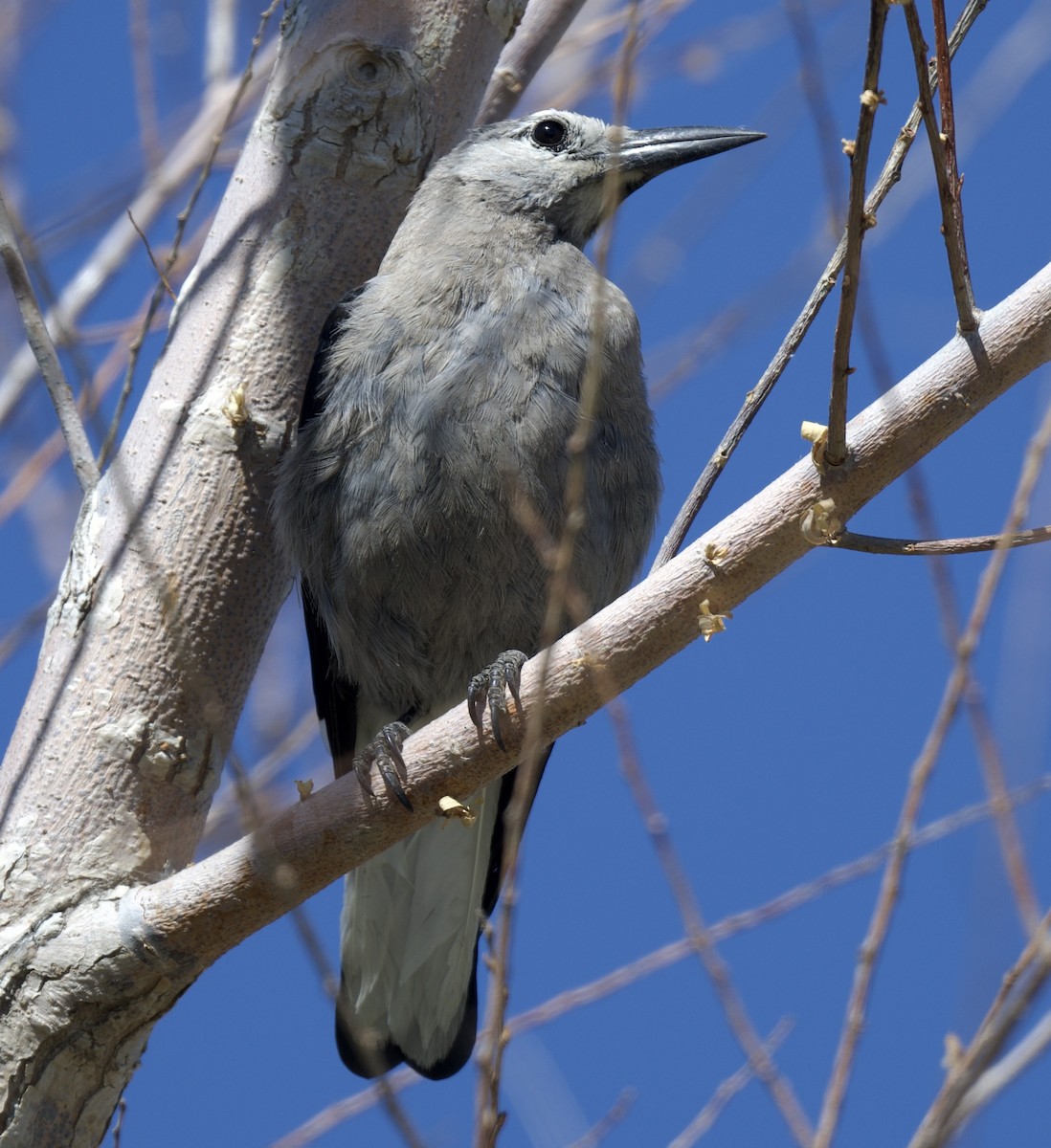 Clark's Nutcracker - ML620681936