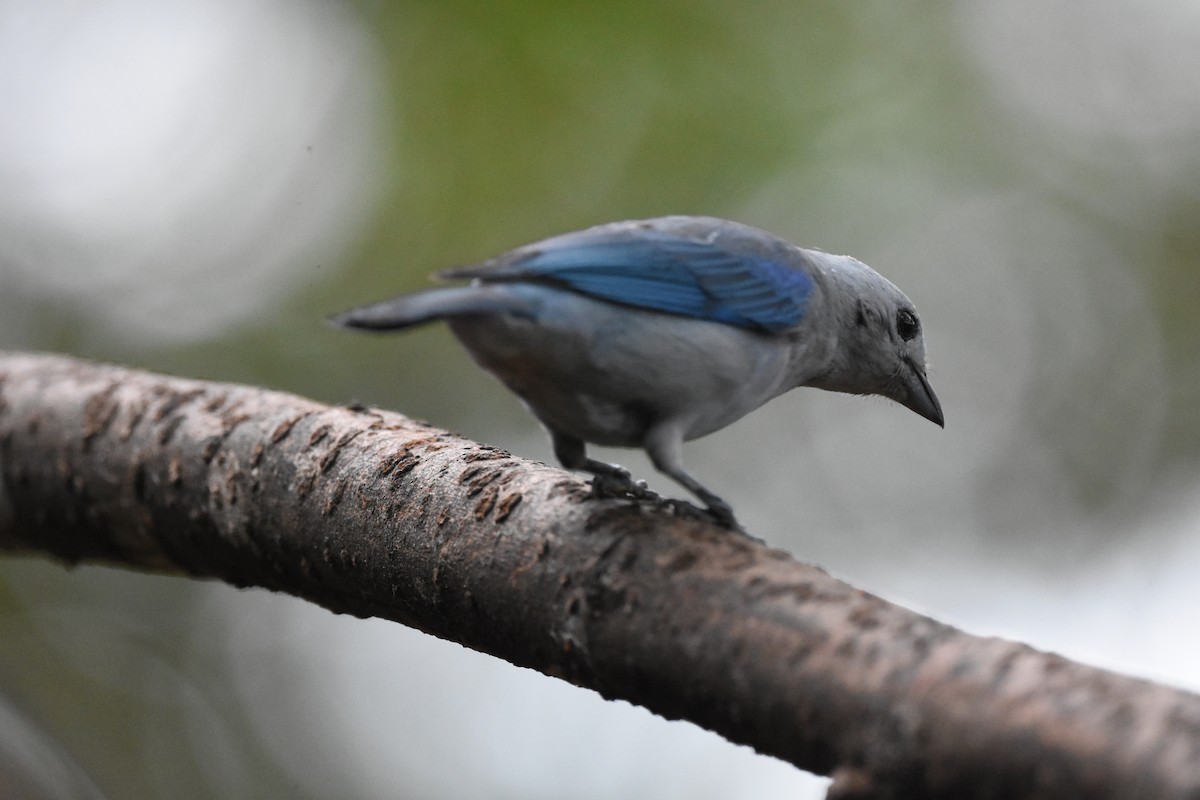 Blue-gray Tanager - ML620681937