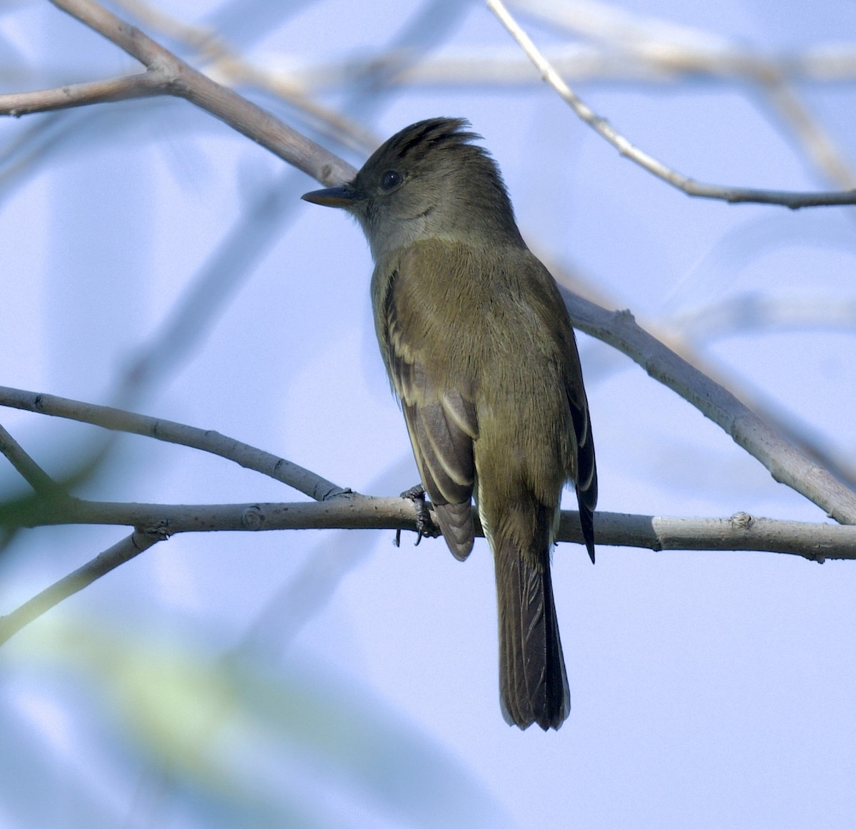 Willow Flycatcher - ML620681938