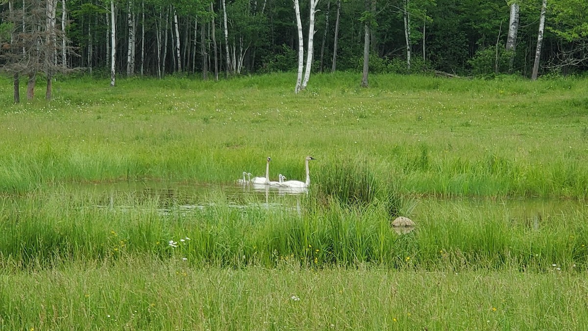 Trumpeter Swan - ML620681939