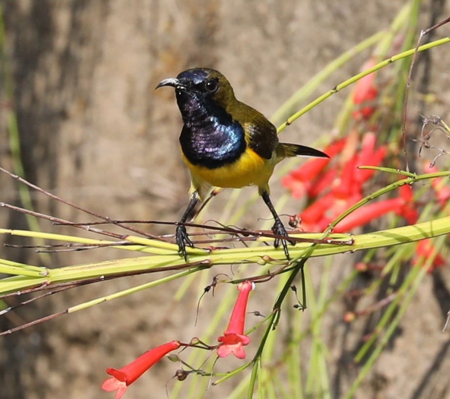 Ornate Sunbird - Rob Van Epps