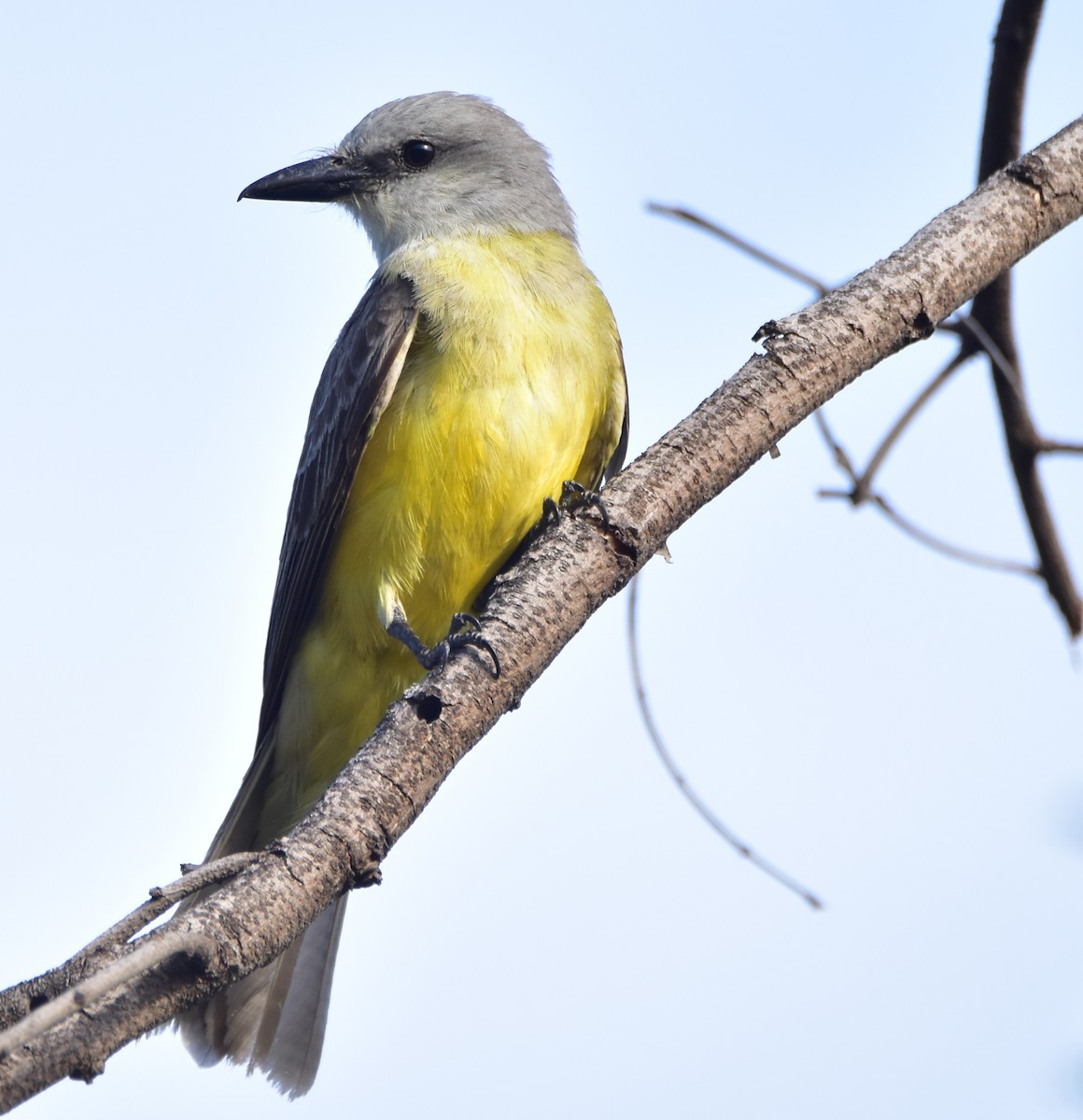 Couch's Kingbird - Leonardo Guzmán (Kingfisher Birdwatching Nuevo León)