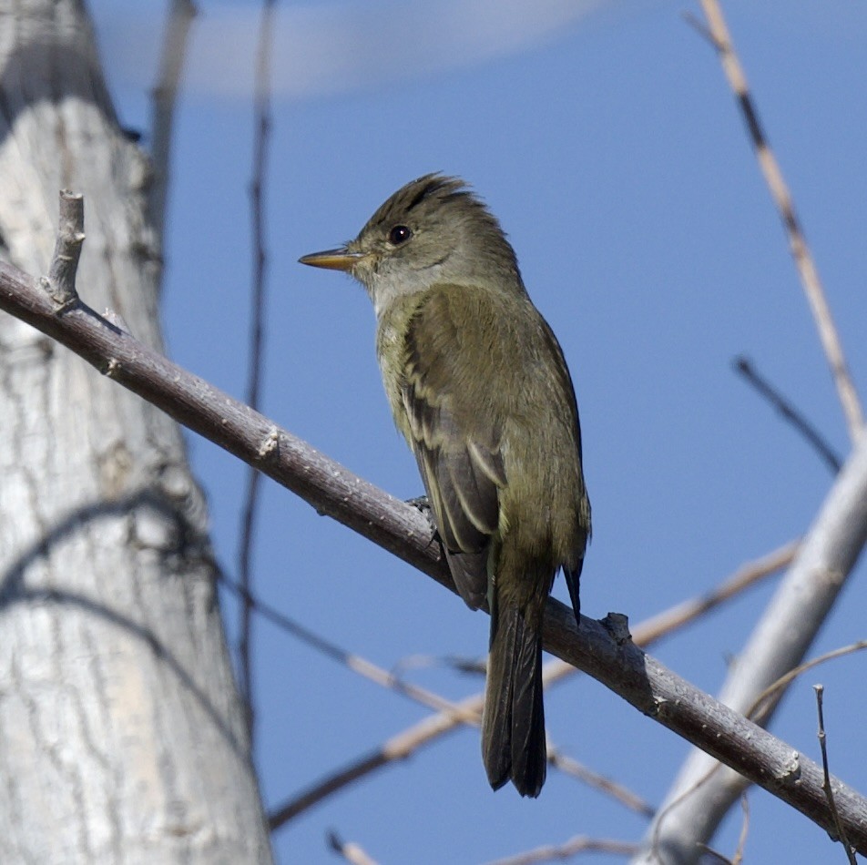 Willow Flycatcher - ML620681944