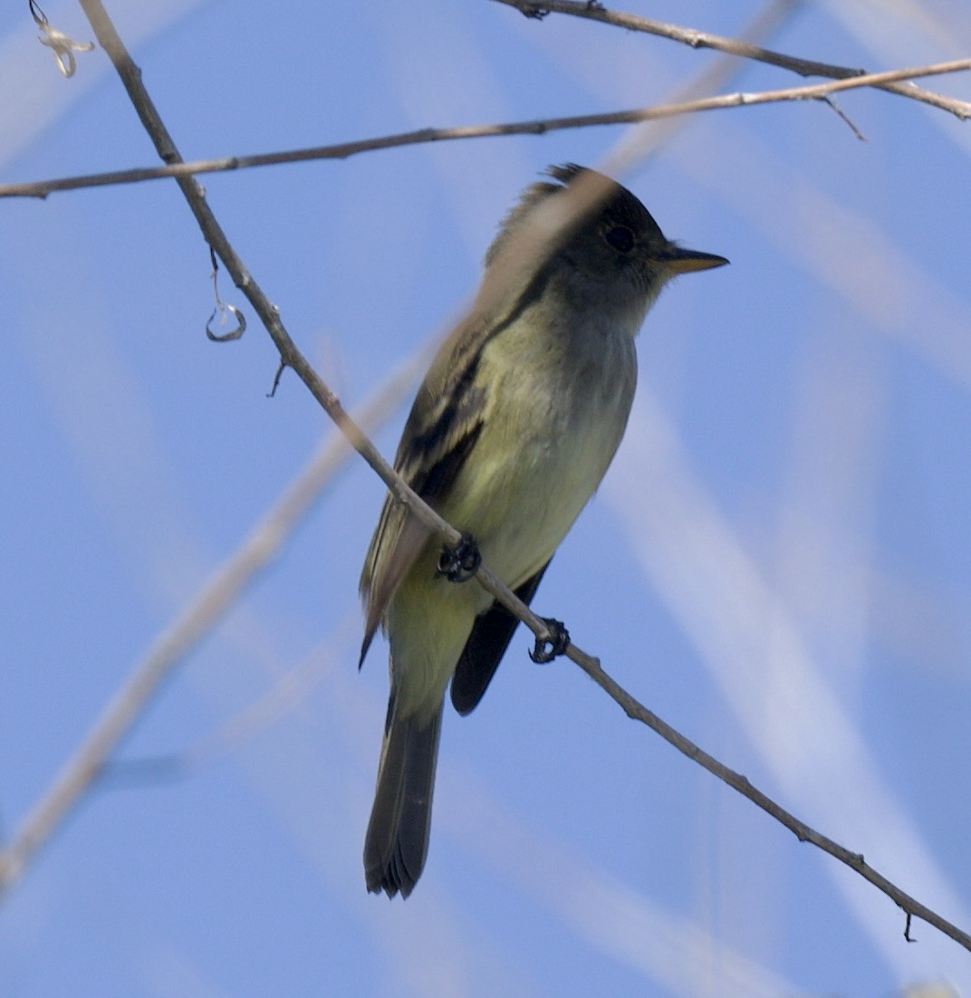 Willow Flycatcher - ML620681946