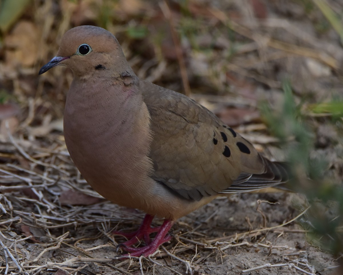 Mourning Dove - Leonardo Guzmán (Kingfisher Birdwatching Nuevo León)