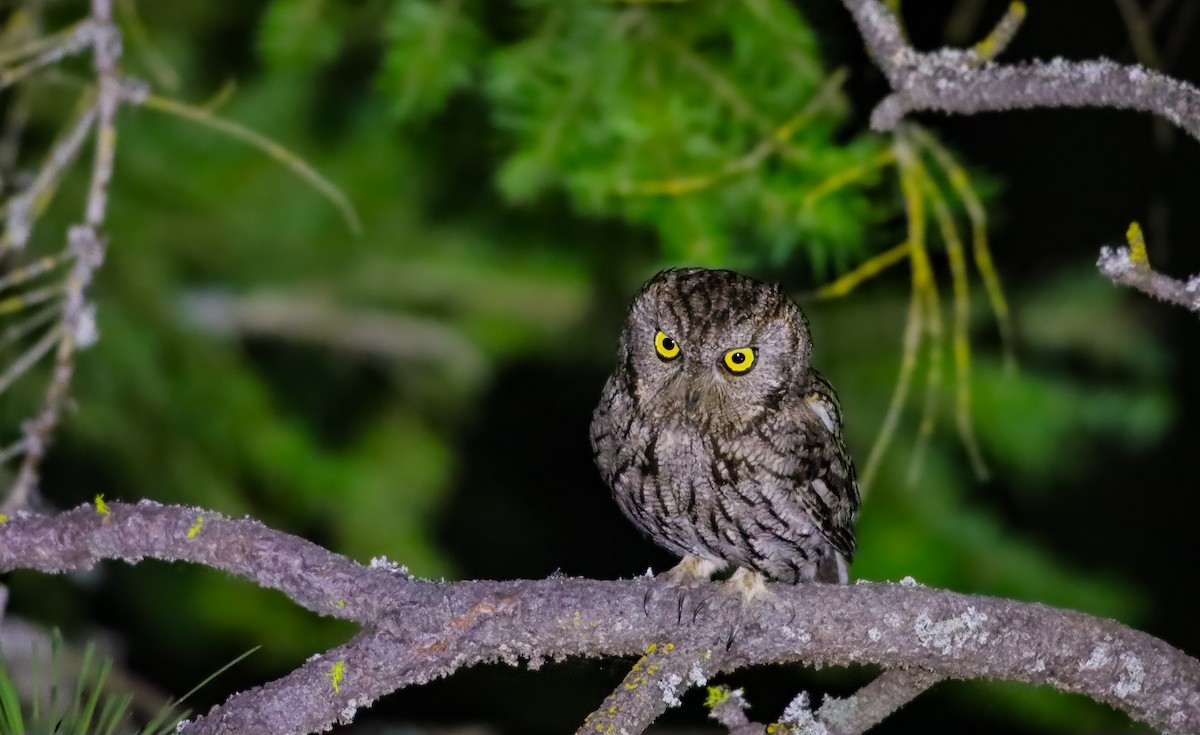 totemugle (kennicottii gr.) - ML620681961