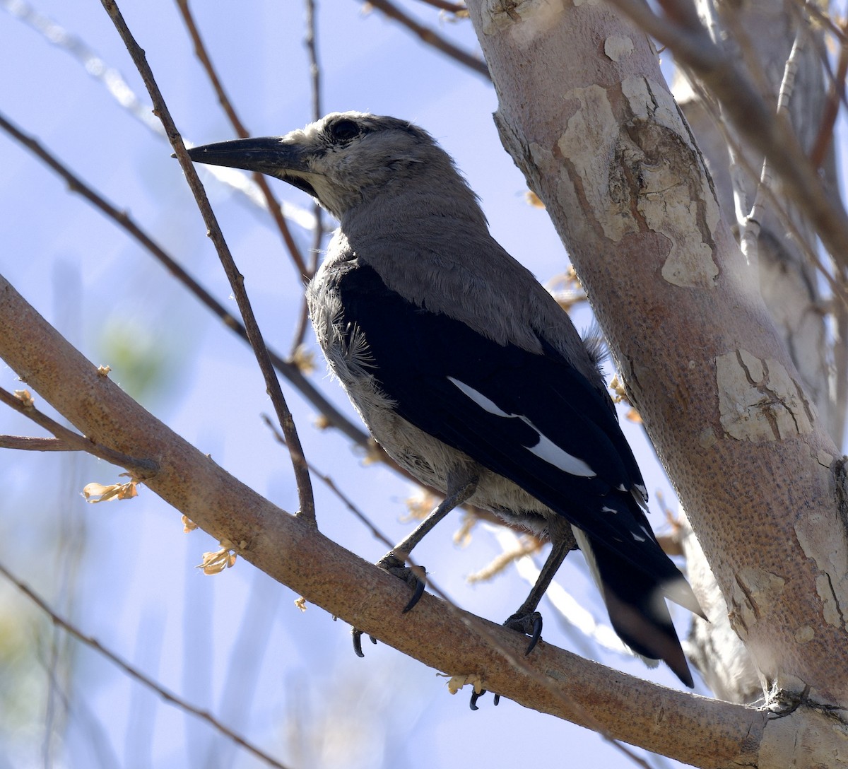 Clark's Nutcracker - ML620681967