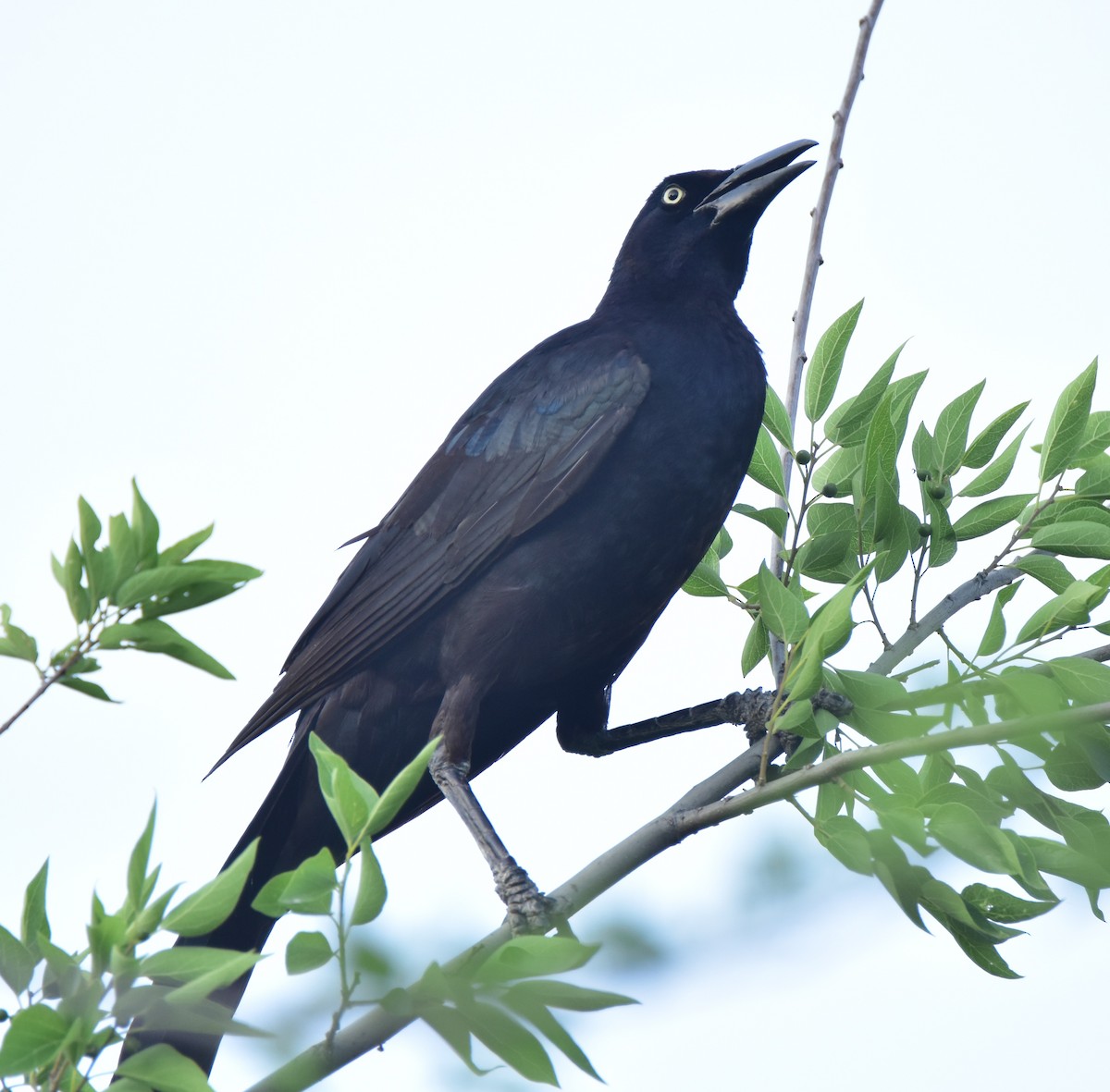 Great-tailed Grackle - ML620681968