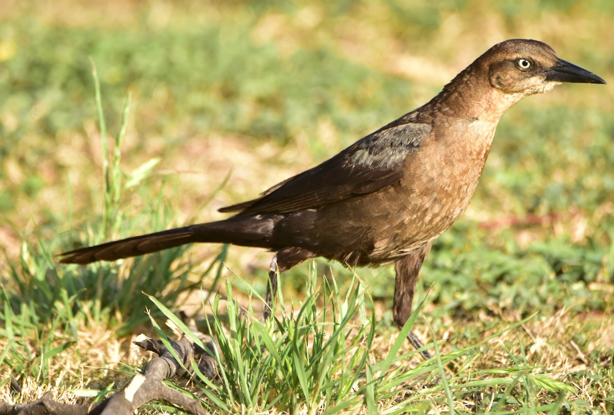 Great-tailed Grackle - ML620681969